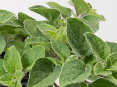 Oregano Hot and Spicy – Origanum Vulgare