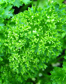 Parsley Curled – Petroselium Crispum