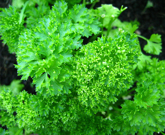 50 CURLED PARSLEY SEEDS Moss Curled 2 HERB Free Postage UK STOCK Fast Depatch