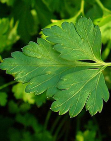 Parsley French – Petroselinum Crispum Crispum