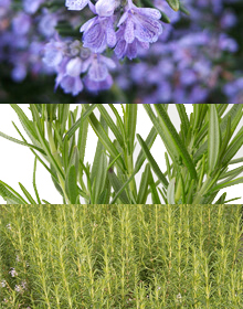 Rosemary Herb Collection