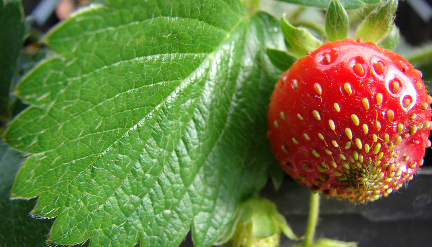 Strawberries