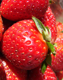 Strawberry All Season Plant Collection – An Ideal collection for strawberries right through the season