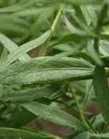 Tarragon French – Artemisia Dracunculus