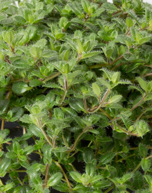 Thyme Caraway – Thymus herba-barona