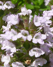 Thyme Creeping Lemon – Thymus Citriod