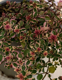 Thyme Foxley – Thymus pulegioides Foxley