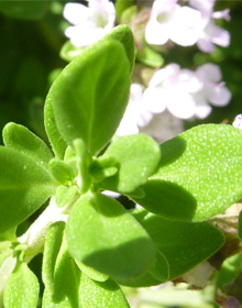 Thyme Lemon – Thymus Citriodorus