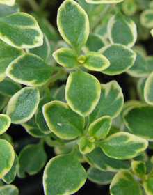 Thyme Lemon Variegated – Thymus Citridorus aureus