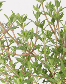 Thyme Orange – Thymus ‘Fragrantissimus’