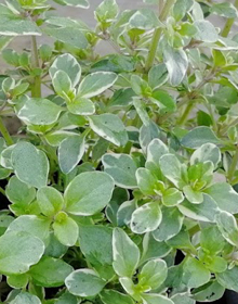 Thyme Silver Queen – Thymus Citridorus