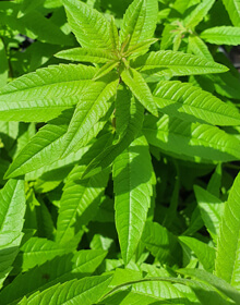 Lemon Verbena  America's Gardens Nursery