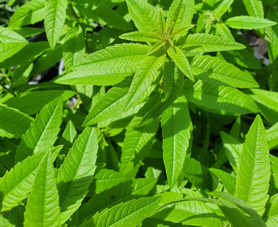 Lemon Verbena  America's Gardens Nursery