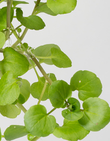 Watercress – Nasturtium Officinale