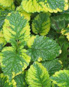 Balm Lemon Variegated – Melissa officinalis Aurea