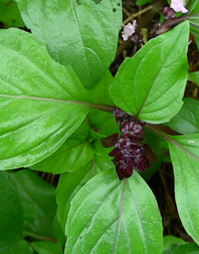 Basil Thai – Ocimum basilicum