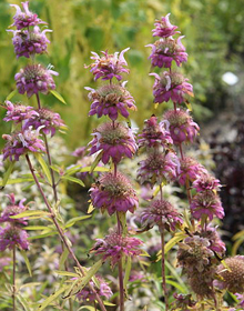 Bergamot Lemon – Monarda citriodora 