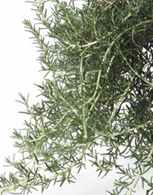 Rosemary Blue Lagoon – Salvia rosmarinus officinalis