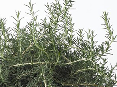 Rosemary Blue Lagoon – Salvia rosmarinus officinalis