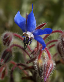 Borage – Borago officinalis 