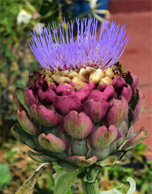 Cardoon – Cynara cardunculus