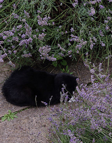 Catnep & Catmint Herb Duo