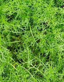 Chamomile Lawn – Chamaemelum nobile Treneague