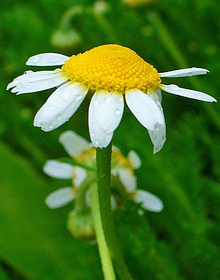 Chamomile Roman – Chamaemelum nobile