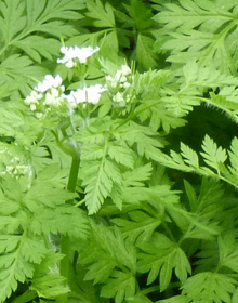 Chervil – Anthriscus cerefolium