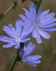 Chicory – Cichorium intybus 