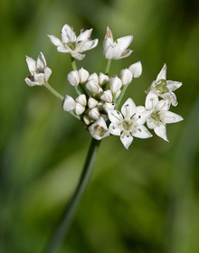 Chives Garlic – Allium tuberosum 