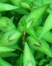 Coriander Vietnamese – Persicaria odorata