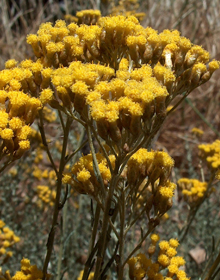 Curry Dwarf – Helichrysum italicum microphyllum