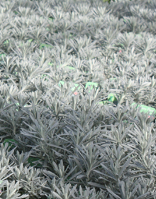 Curry Korma – Helichrysum italicum