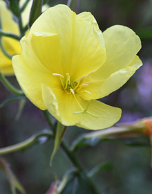 Evening Primrose – Oenothera erythrosepala