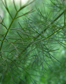 Fennel Green – Foeniculum vulgare
