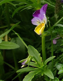 Heartsease – Viola tricolor