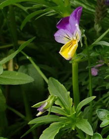 Heartsease – Viola tricolor