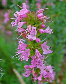 Hyssop Pink – Hyssopus officinalis Roseus