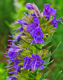 Hyssop Blue – Hyssopus officinalis