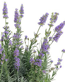 Lavender Dwarf Blue – Lavandula angustifolia