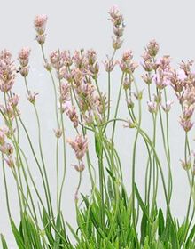 Lavender Rosea – Lavandula angustifolia