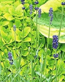 Lavender Twickle Purple – Lavandula angustifolia twickle purple
