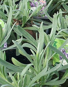 Lavender Vera – Lavandula x intermedia Vera