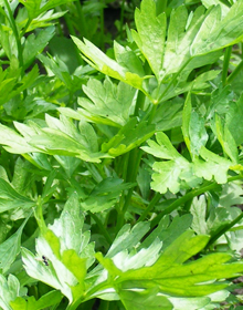 Celery Leaf Par-Cel – Apium graveolens var.secalinum