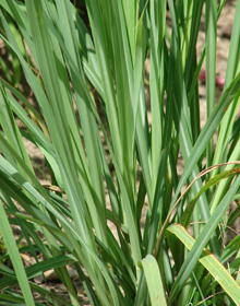 Lemon Grass – Cymbopogon citratus