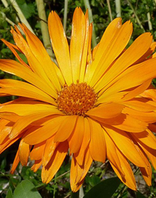 Marigold Pot – Calendula officinalis