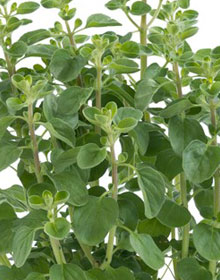 Marjoram Sweet – Origanum Majorana