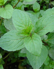 Mint Basil – Mentha x piperita citrata Basil