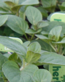 Mint Lemon – Mentha piperita citrata